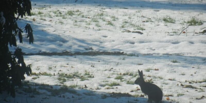 Regelmäßiger Besucher