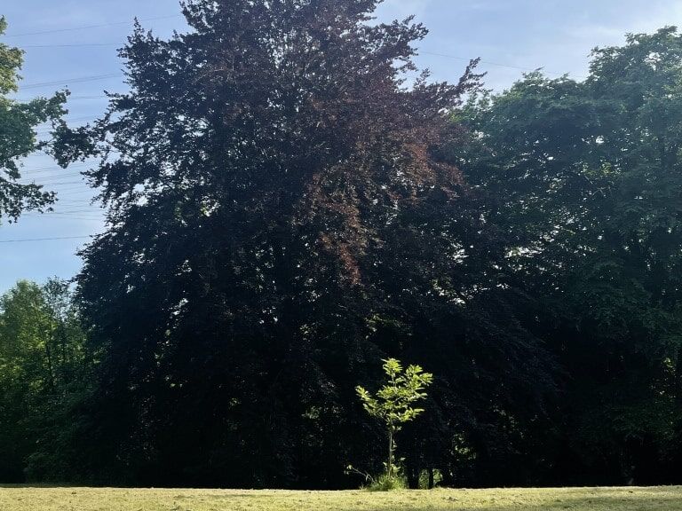 Junge Esskastanie vor Blutbuche