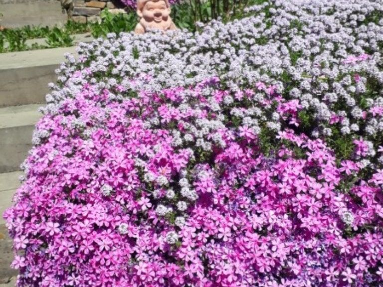 Phlox und Thymian blühen