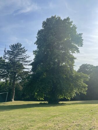 Die Linde - unser Königsbaum