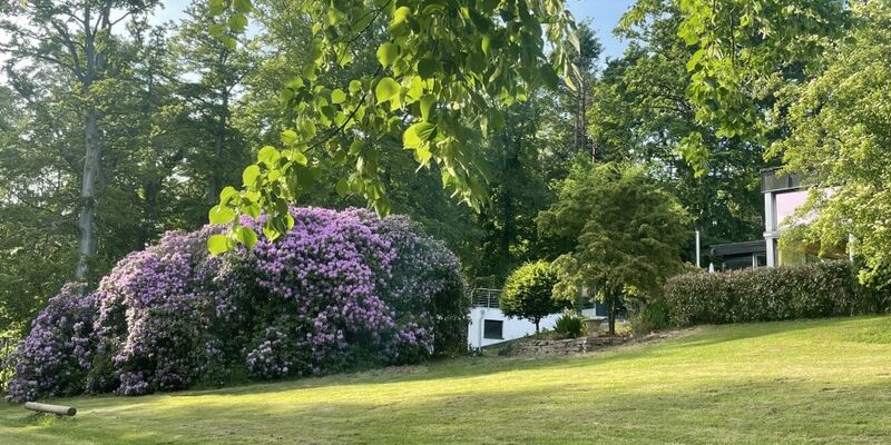 blühender Rhododendron und Seminargebäude im Hintergrund