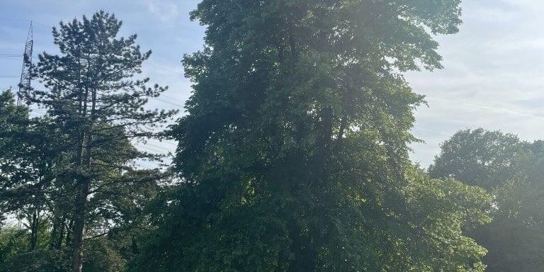 Die Linde - unser Königsbaum