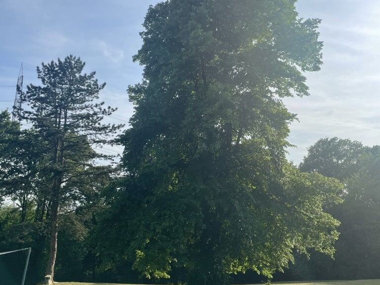 Die Linde - unser Königsbaum