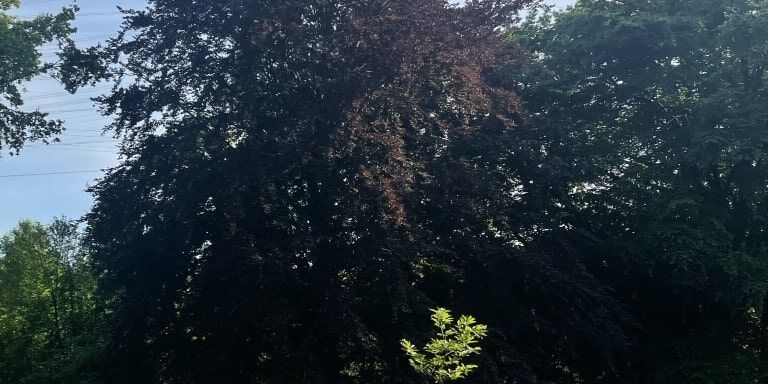 Junge Esskastanie vor Blutbuche